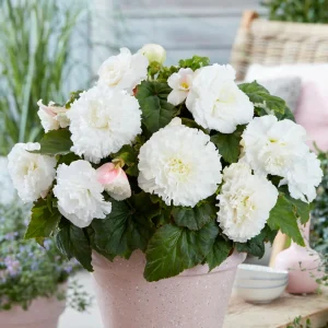 Begonia AmeriHybrid® Picotee Ruffled Vit