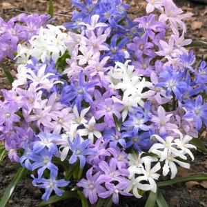 Chionodoxa Lucilea Bestseller Mix (Snöstjärna)