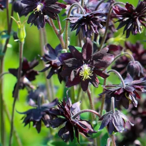 Akleja Black Barlow