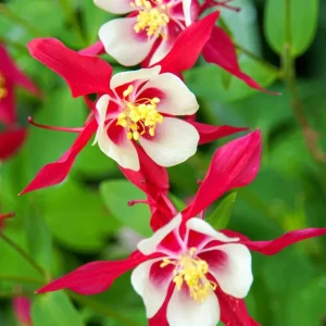 Akleja Crimson Star
