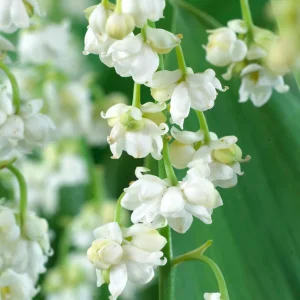 Convallaria majalis 'Prolificans' (Liljekonvalj)