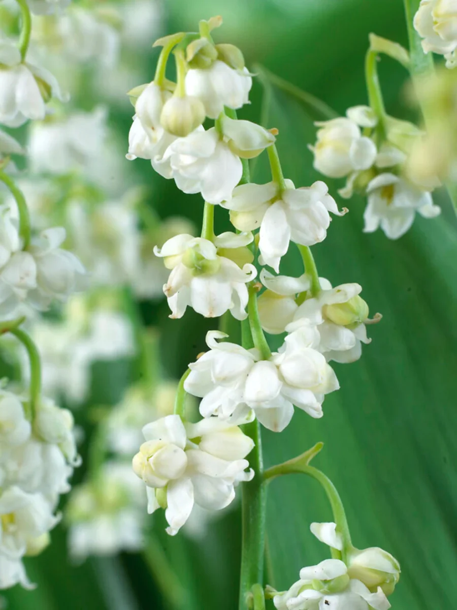 Convallaria majalis 'Prolificans' (Liljekonvalj) - Bild 2