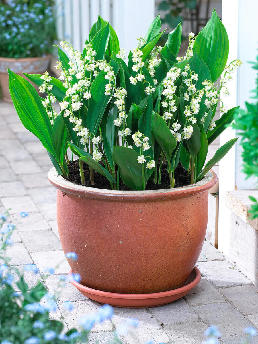 Convallaria majalis 'Prolificans' (Liljekonvalj) - Bild 4