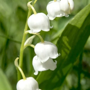 Convallaria majalis (Liljekonvalj)