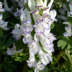 Corydalis Solida Merlin