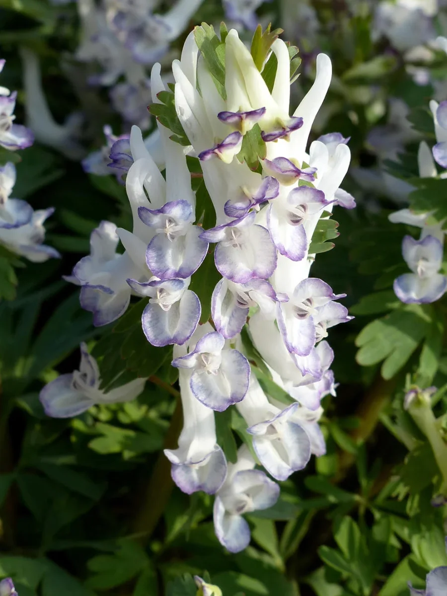 Corydalis Solida Merlin - Bild 2