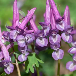 Corydalis Solida Purple Bird