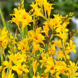 Crocosmia Hot Spot (Montbretia)