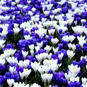 Krokus Blå & Vit Mix