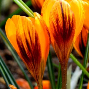 Krokus Orange Monarch