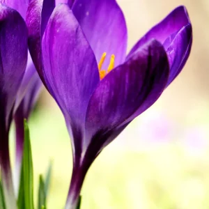 Krokus Remembrance