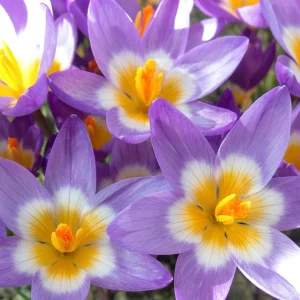 Krokus sieberi Tricolor