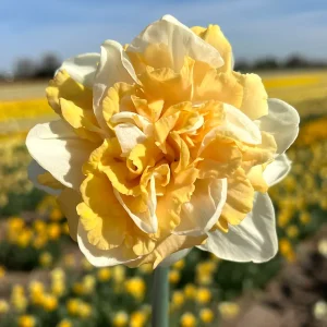 Påsklilja Peach Prince
