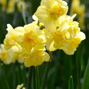 Påsklilja Yellow Cheerfulness