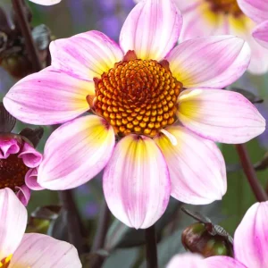 Dahlia American Pie