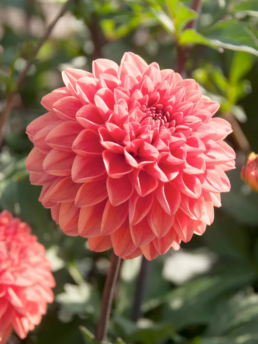 Dahlia Blitzer - Bild 2