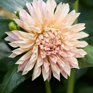 Dahlia Café de Paris