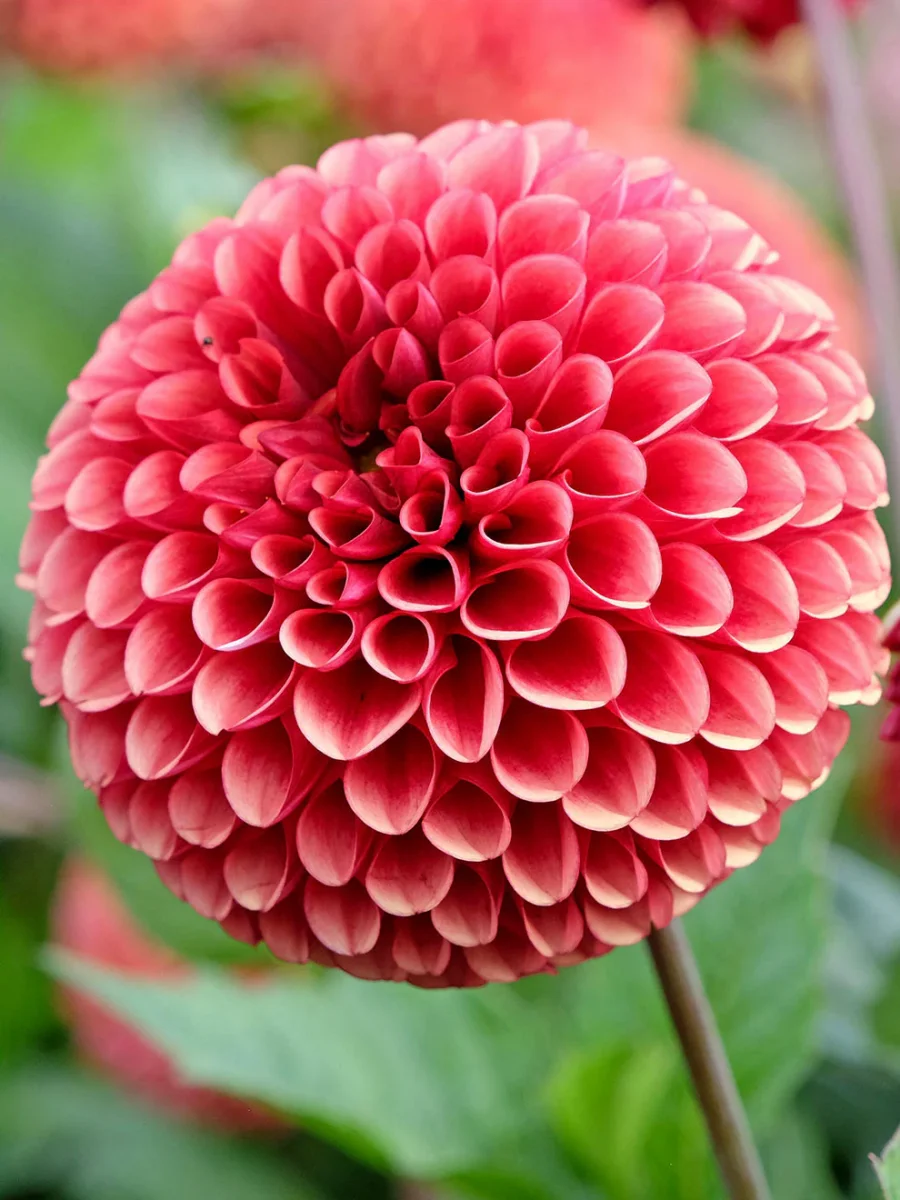 Dahlia Copper Boy - Bild 3