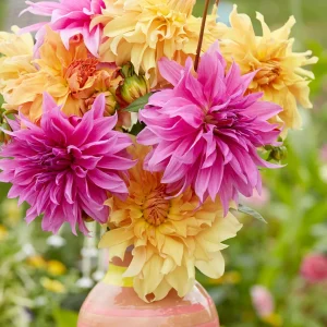 Dahlia Coral Crush Kollection
