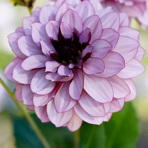 Dahlia Creme de Cassis