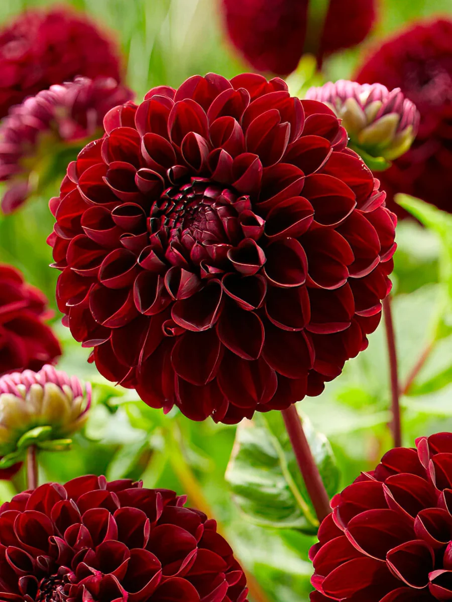 Dahlia Dark Spirit - Bild 2