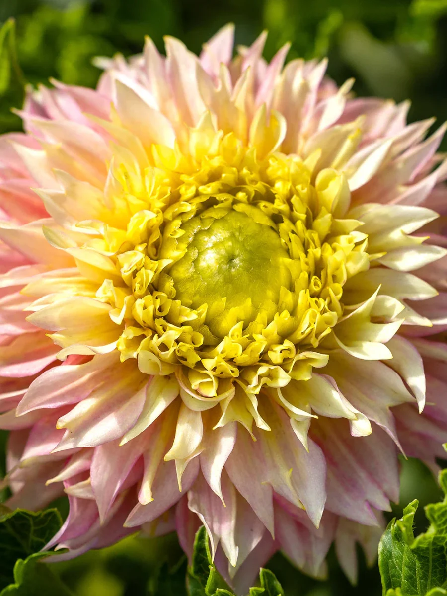 Dahlia Deep Impact - Bild 4