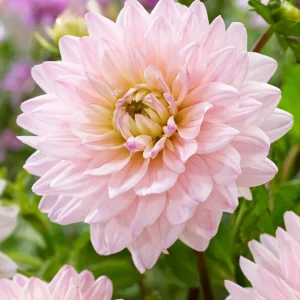Dahlia Diana's Memory