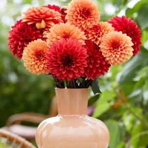 Dahlia Harvest Sunset Kollektion