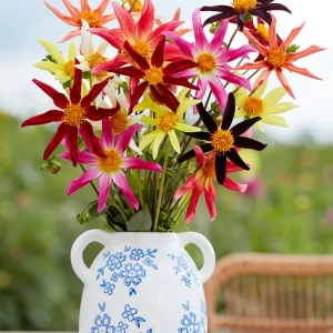 Dahlia Honka Harmony Kollection