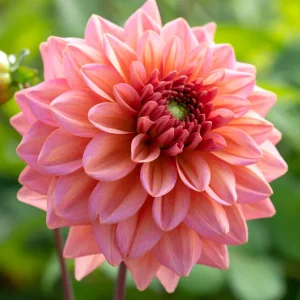 Dahlia Salmon Runner