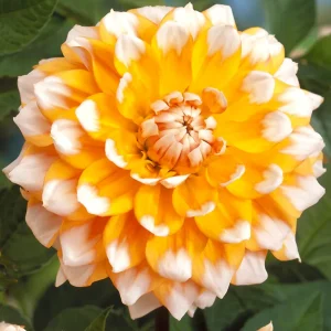 Dahlia Seattle