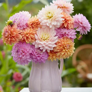 Dahlia Serene Pastel Kollektion