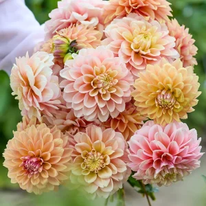 Dahlia Sunrise Serenade Kollection