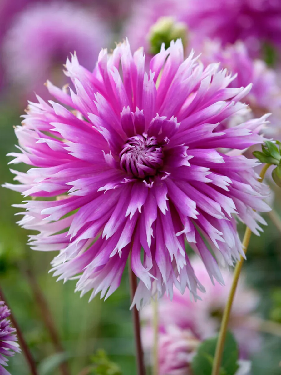 Dahlia Table Dancer - Bild 4