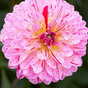 Dahlia Tropical
