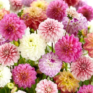 Dahlia Unique Pastel Mix