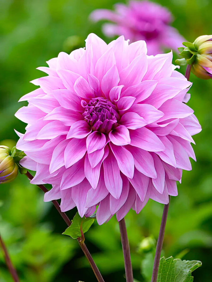 Dahlia Vassio Meggos - Bild 2