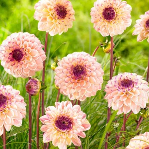 Dahlia Wine Eyed Jill