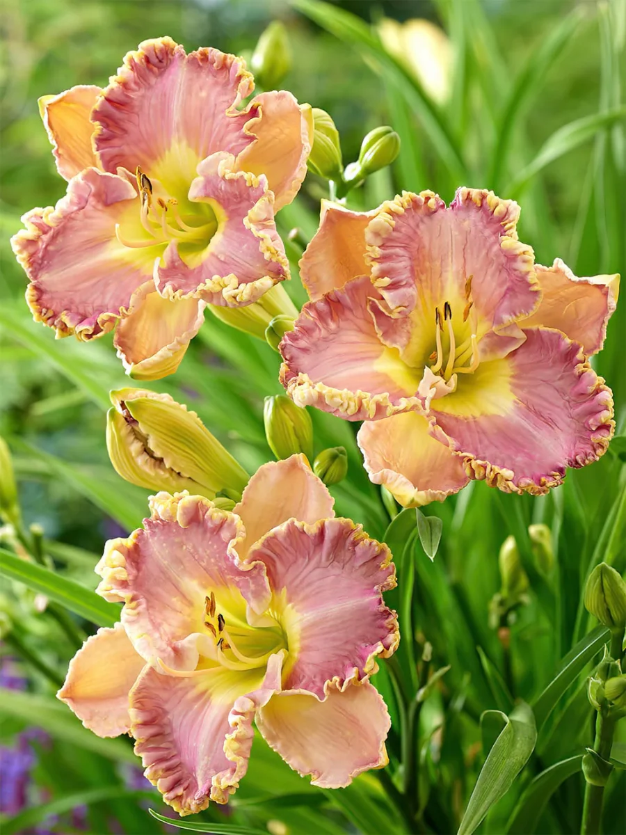 Daglilja Lavender Tu Tu (Hemerocallis) - Bild 2