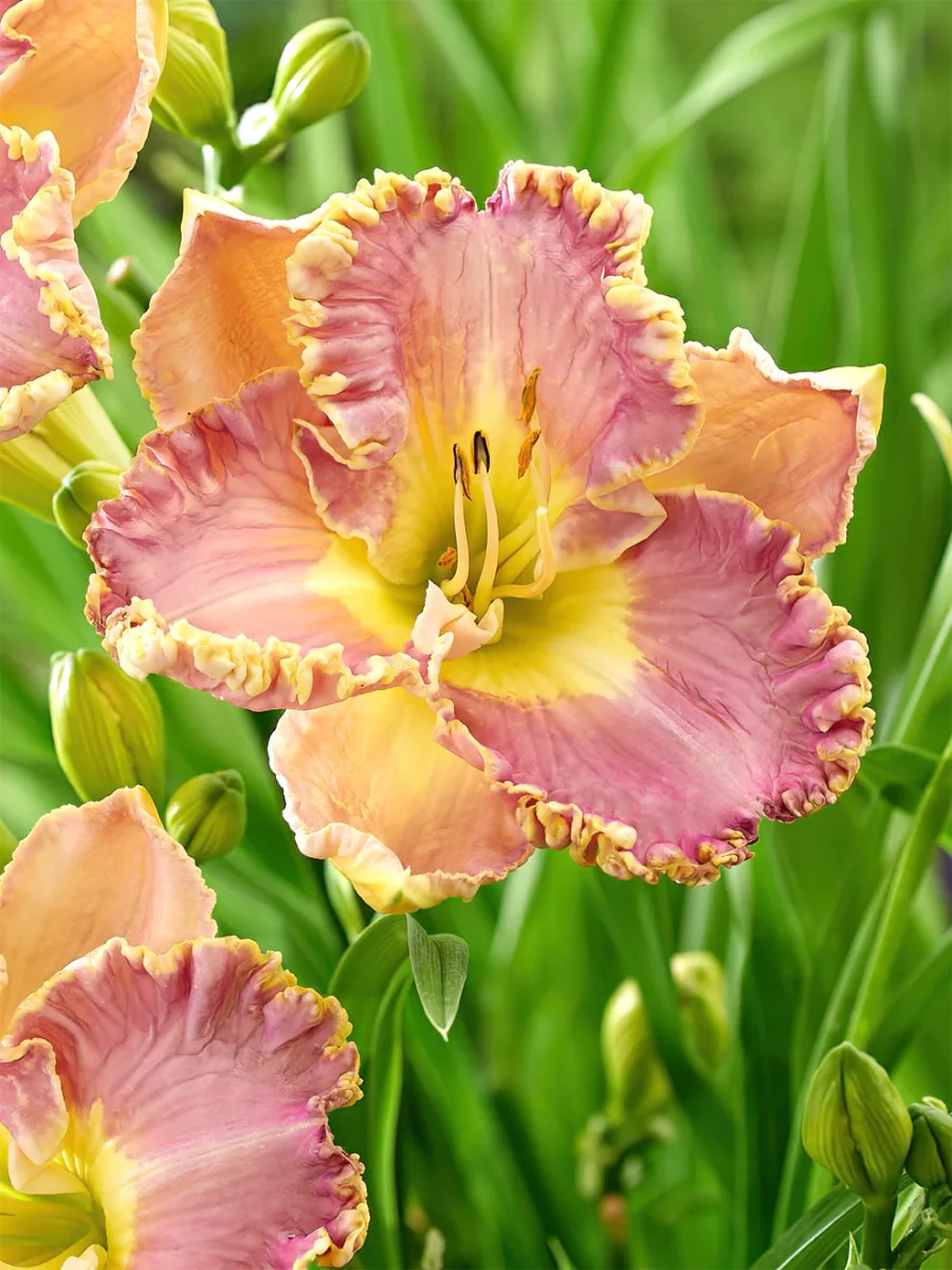 Daglilja Lavender Tu Tu (Hemerocallis) - Bild 3