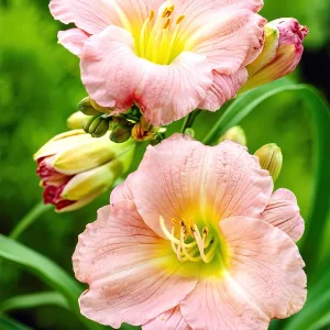 Daglilja Soft Secrets (Hemerocallis)