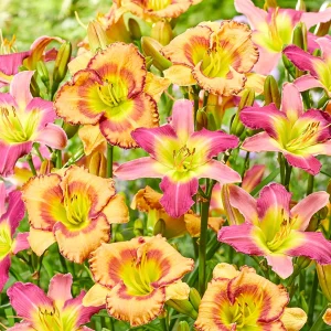 Daglilja Fruity Kiss (Hemerocallis)