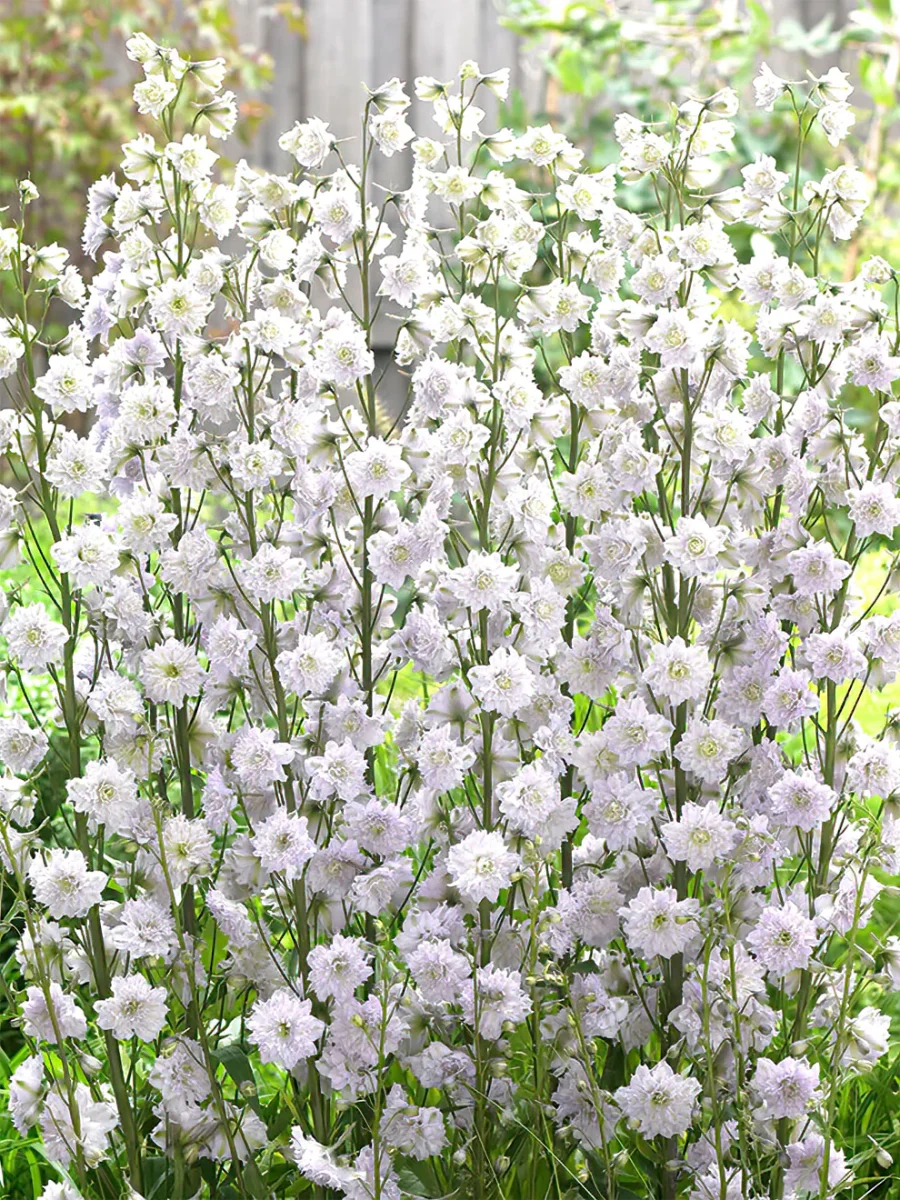 Riddarsporre Highlander Cha Cha (Delphinium) - Bild 3