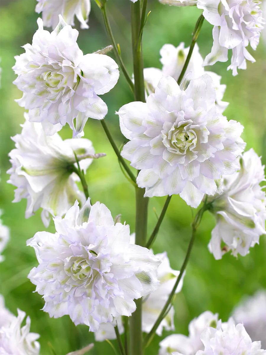 Riddarsporre Highlander Cha Cha (Delphinium) - Bild 2
