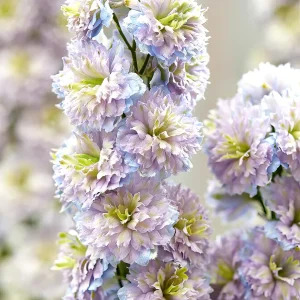 Riddarsporre Highlander Rainbow Sensation (Delphinium)