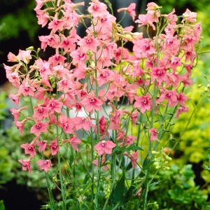 Riddarsporre 'Pink Sensation' (Delphinium)