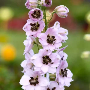 Riddarsporre 'Sky Sensation' (Delphinium)
