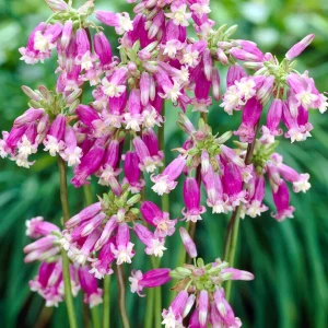 Dichelostemma Pink Surprise (Firecracker Flower)