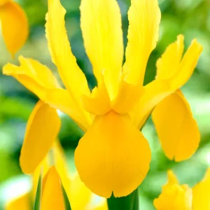 Holländsk Iris Golden Harvest