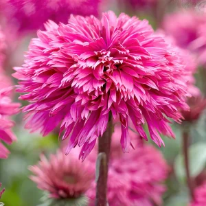 Echinacea Blackberry Truffle (Solhatt)